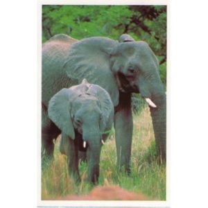 cartolina-elefante
