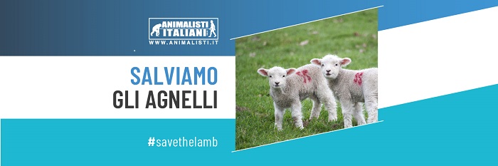 Banner Save the Lamb 2019