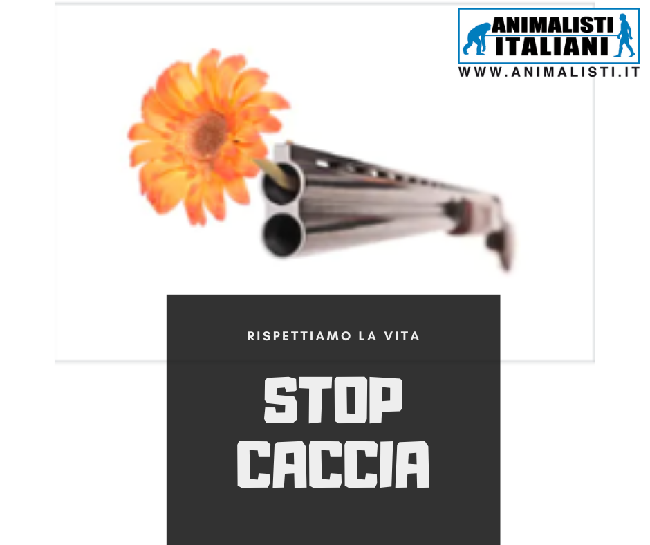 STOP CACCIA