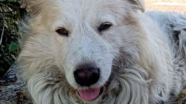 Giorgio il cane ucciso