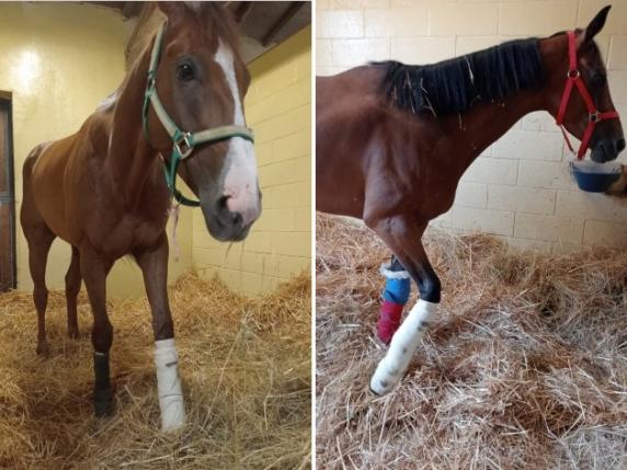 Fonte Comune di Siena: i cavalli Abbasantesa e Antine Day