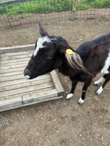 WhatsApp Image 2025-04-01 at 15.00.52