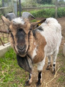 WhatsApp Image 2025-04-01 at 15.00.55 (1)