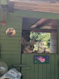 WhatsApp Image 2025-06-27 at 14.02.14